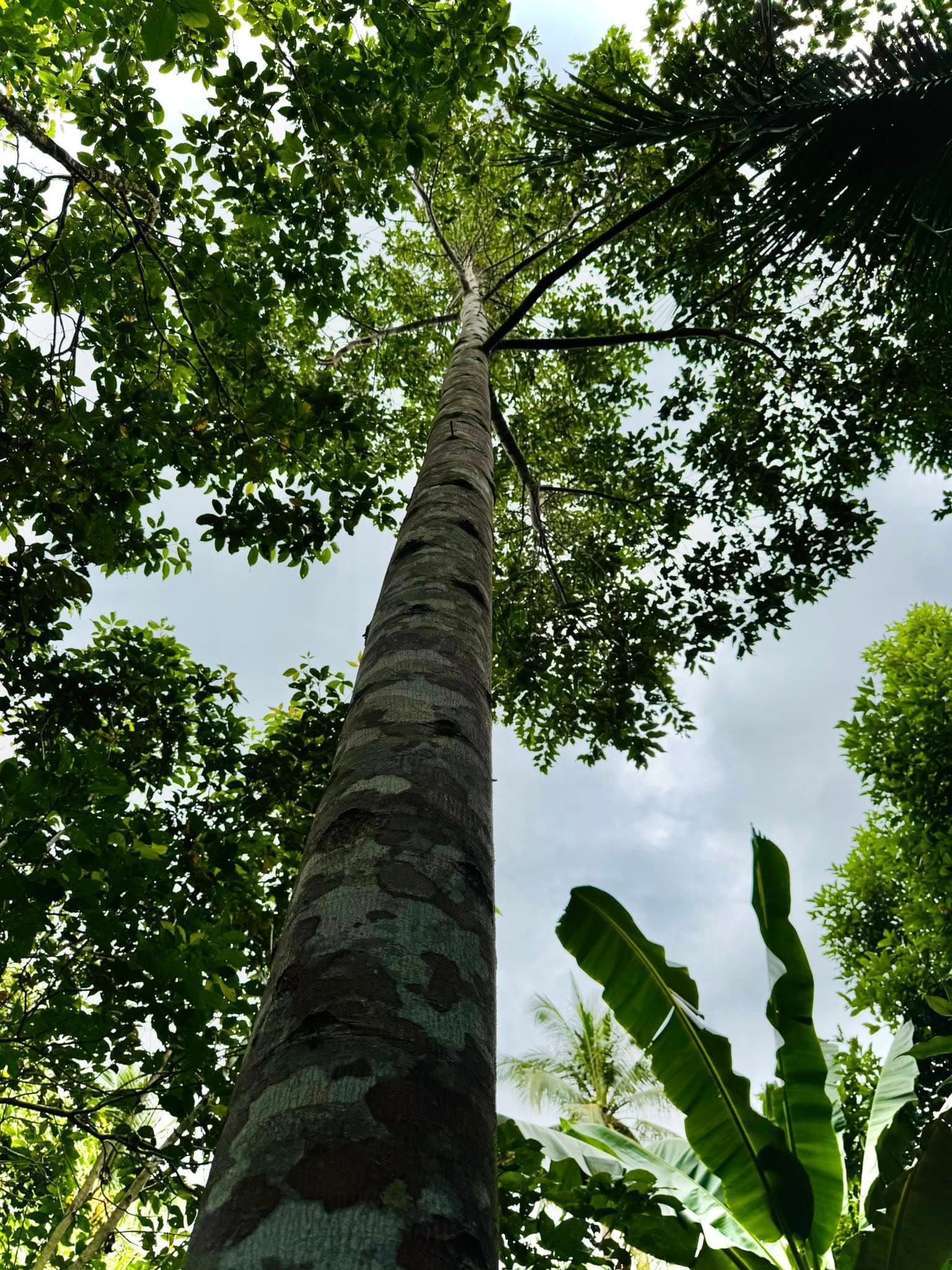 Looking up through the canopy of a mature tree